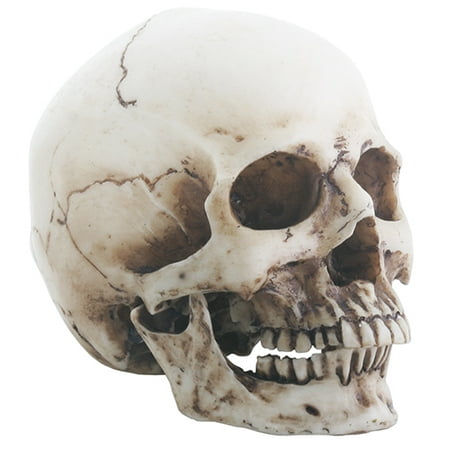 - Realistic Small Dusty Skeleton Skull Head with Detached Jaw Halloween Figurine