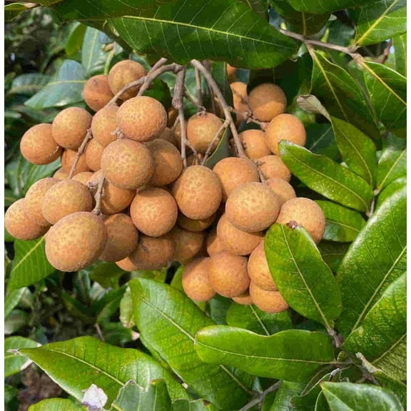 Biew Kiew Longan Air Layered. 2-4 Feet Tall. Ship To ALL STATES