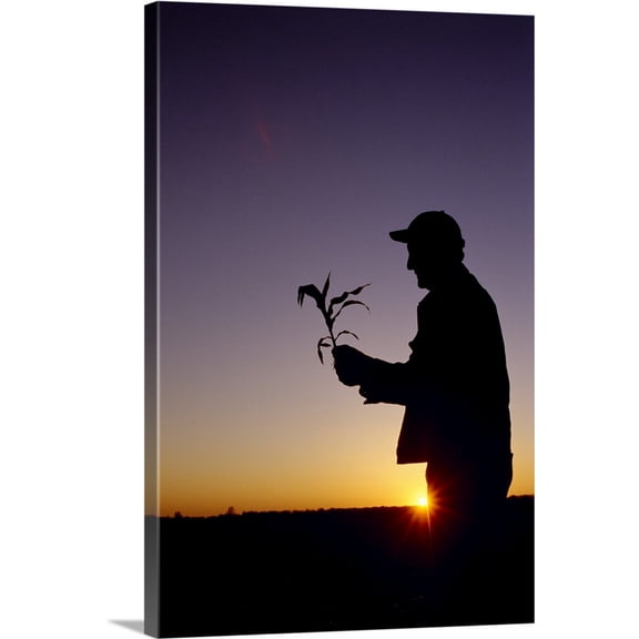 Great BIG Canvas | "Silhouette of a farmer examining an early growth corn plant at sunrise" Canvas Wall Art - 32x48