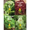 thumbnail image 3 of Sunutri Lettuce Seeds Variety Pack – 4 Heirloom Types: Iceberg, Buttercrunch, Romaine, Lollo Rosso – Non-GMO, 3 of 6