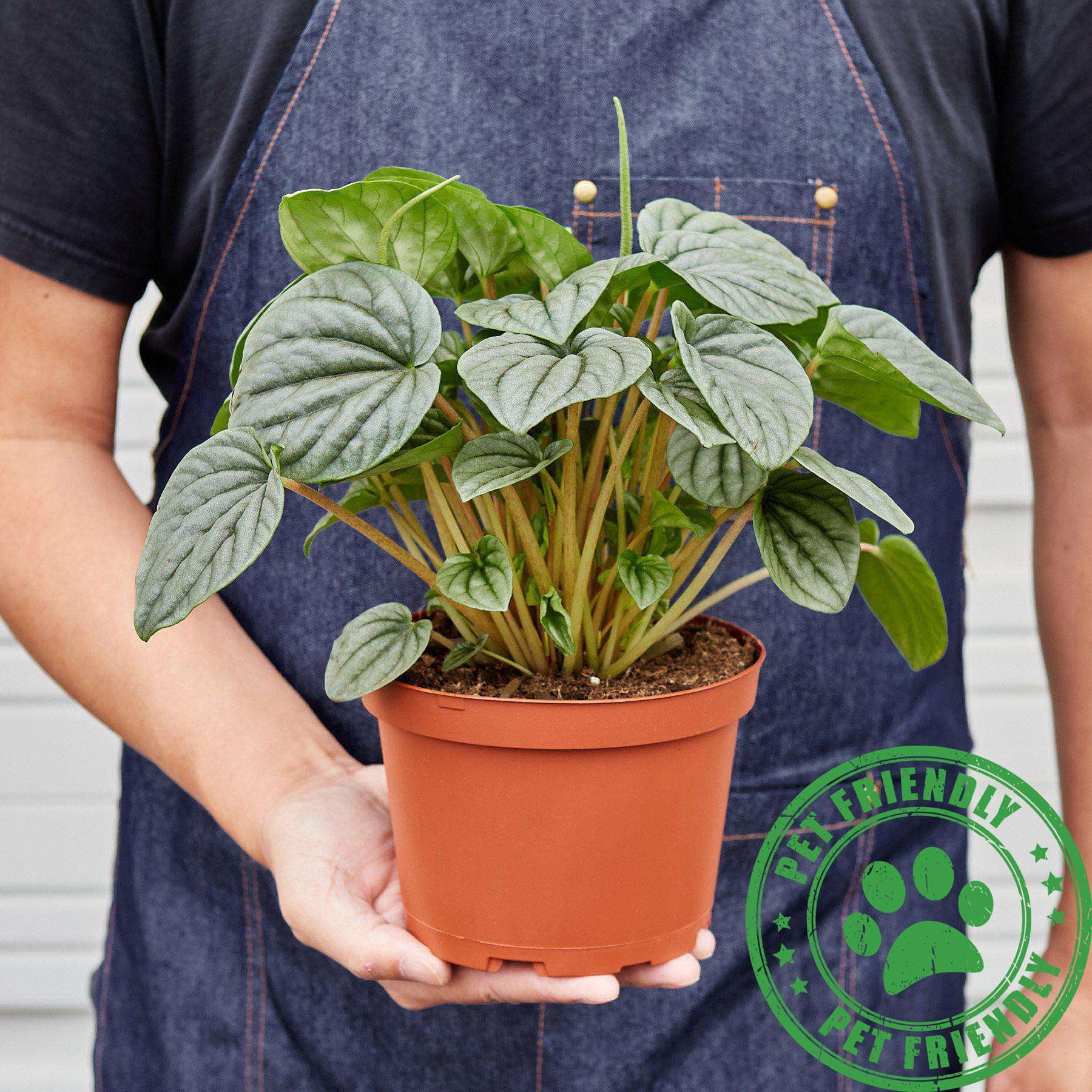 Peperomia Frost Live Plant for Indoor | Different Houseplants in 4'' & 6'' Pot | Real House Plant for Living Room, Office, Desk & Bathroom | Ivy Silver Leaf Peperomia