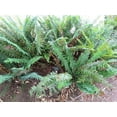 thumbnail image 5 of 1500 Western SWORD FERN Giant Holly Swordfern Polystichum Munitum Aspidium Solitarium Spores Seeds, 5 of 10
