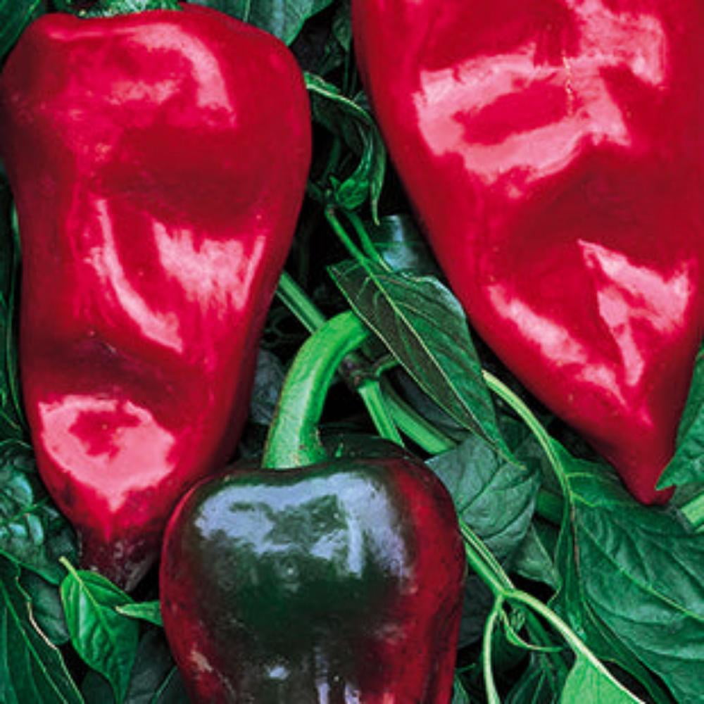 American Seed Pepper Poblano Annual Vegetable Seeds Full Sun