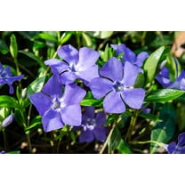 Purple Periwinkle Plants for Planting - Healthy Rootstock, Wildflower Plants, Not Seeds (5 Plants)