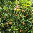 thumbnail image 4 of Brighter Blooms - Sapodilla Tree, 2-3 ft. - No Shipping to AK, AZ, HI, 4 of 5