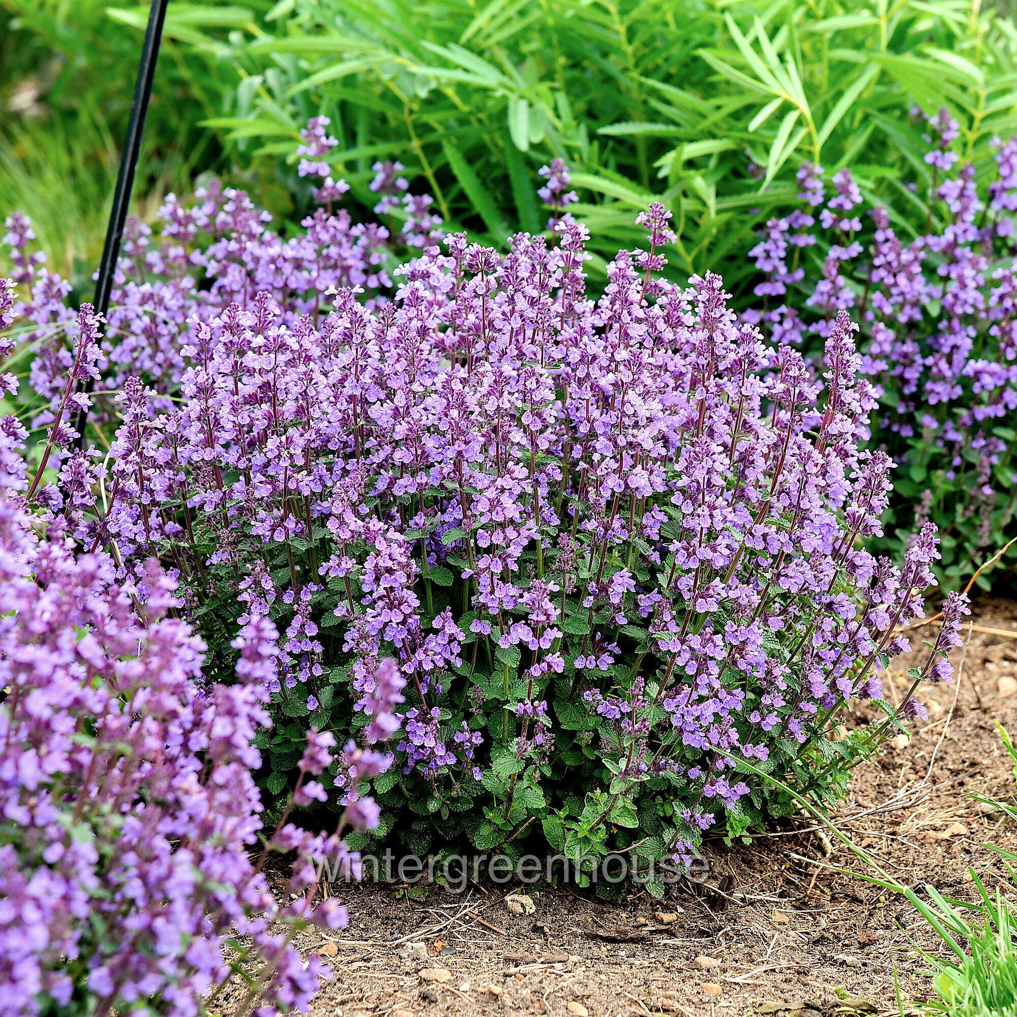 Nepeta Cat’s Pajamas Proven Winners, Catmint - Pot Size: 4.5in - Flowers