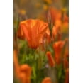 thumbnail image 2 of Jaynes Gallery 11x14 Black Ornate Wood Framed with Double Matting Museum Art Print Titled - California Close-up of California poppy, 2 of 4