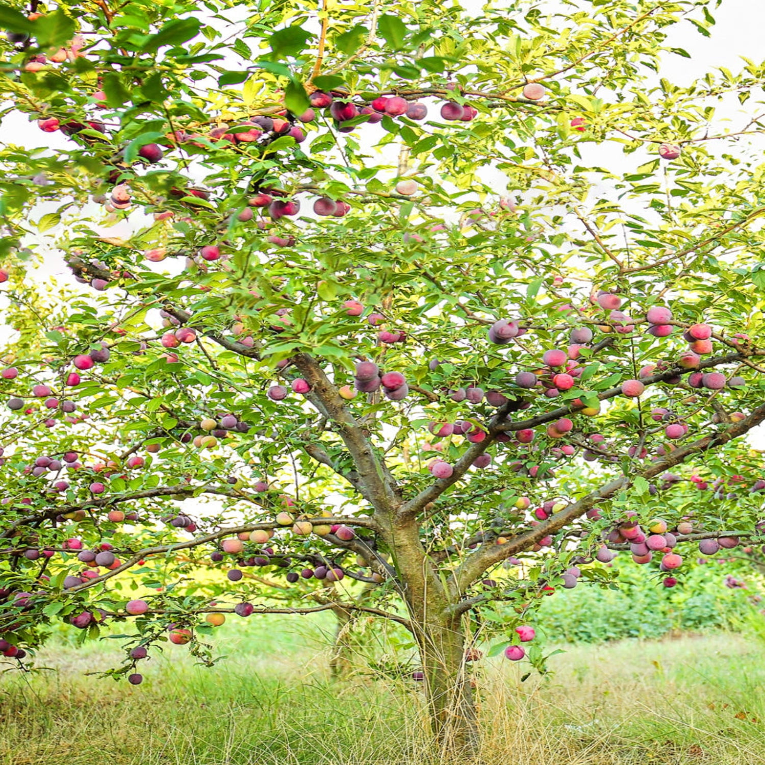 Expert Gardener 1- 1.5 ft tall Au Cherry Plum Live Tree in 1-Gallon Grower Pot