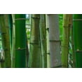 thumbnail image 2 of Miller, Anna 24x17 Black Ornate Wood Framed with Double Matting Museum Art Print Titled - Florida-Bamboo Grove Trunks, 2 of 4