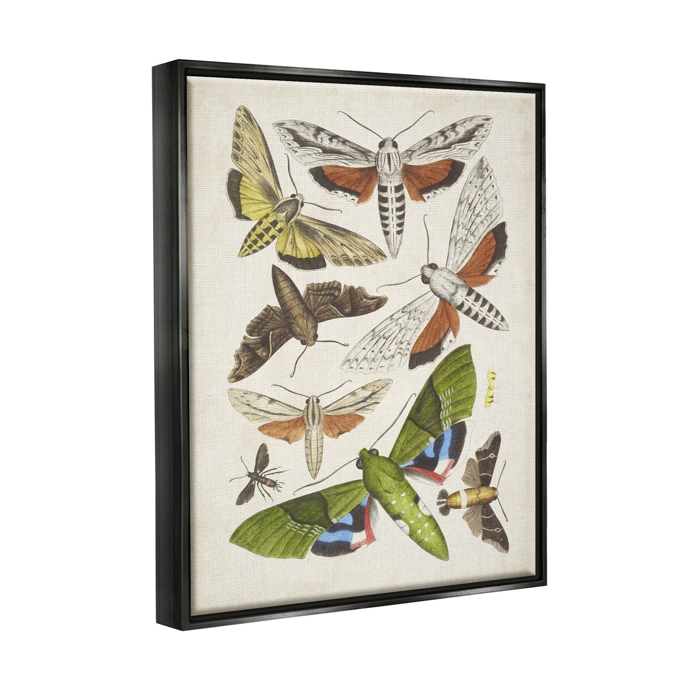 Stupell Industries Mixed Insects Moth Latin Studies Graphic Art Jet Black Floating Framed Canvas Print Wall Art, Design by World Art Group
