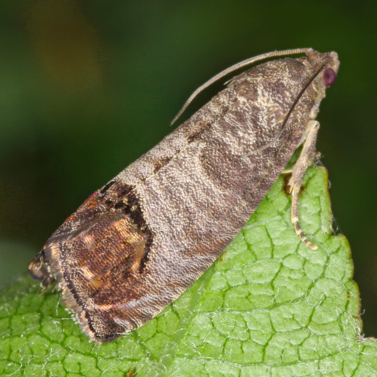Pantry Moth Trap – Mr Pink