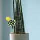 thumbnail image 3 of Mini cactus artificiales, suculentas, plantas sin maceta, arreglos florales, plantas artificiales, bricolaje, decoración de jardín, decoración del hogar, 3 of 3