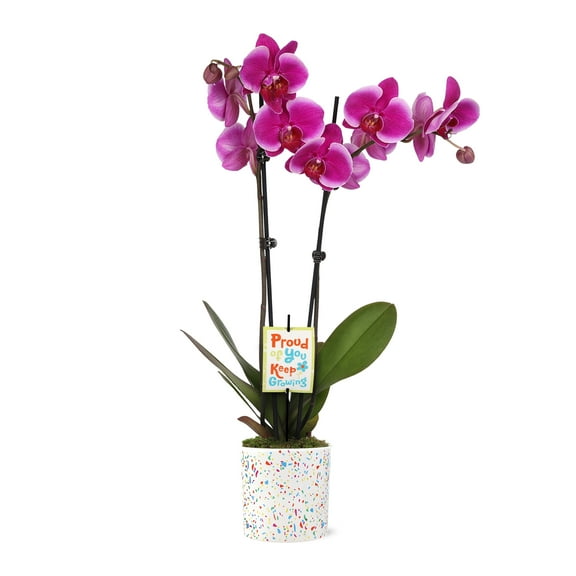 5" Magenta Orchid in Terrazzo Pink Planter – Proud of You