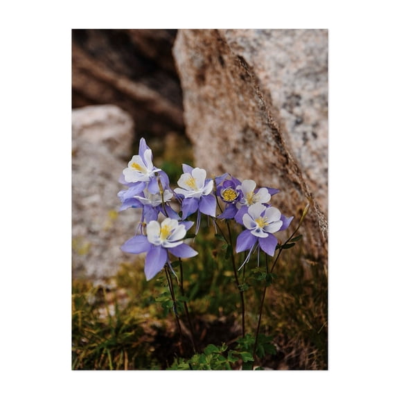 Rocky Mountain Columbine Cluster - Colorado Photography Flowers Floral Nature Botanical Garden Scenic Wilderness Unframed Wall Art Print 5 x 7 inches