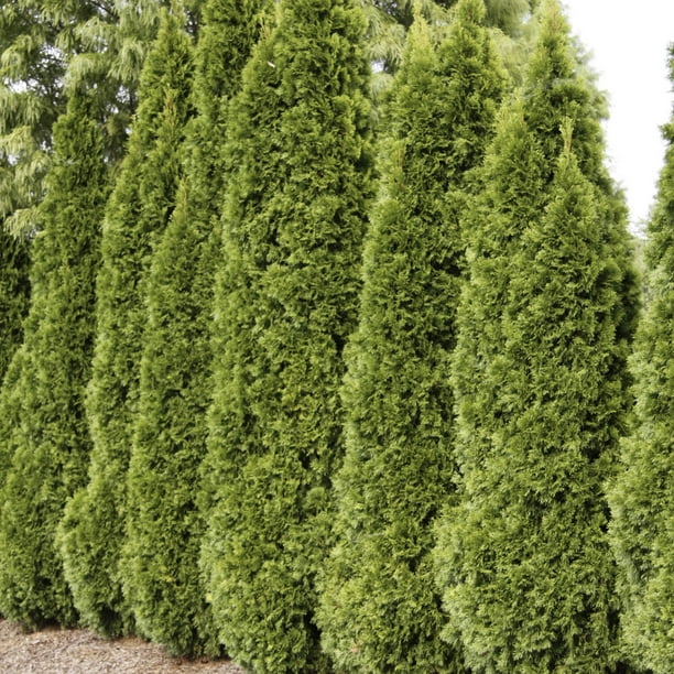 Emerald Green Arborvitae, Bare Root Evergreen Starter Hedge Kit, 12 to 18 inches tall, 5Pack
