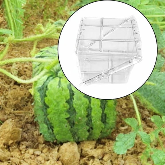 colaxi Square Shaped Watermelon Growing Model Fruit Shape Tool Unique Equipment Creative Premium Professional Reusable Forming Shaping Tool
