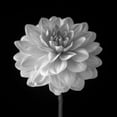 thumbnail image 2 of Frank, Assaf 12x12 White Modern Wood Framed Museum Art Print Titled - Dahlia flower on black background, 2 of 4