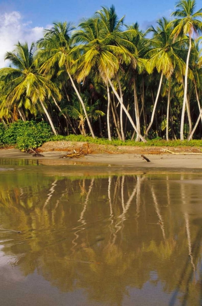 Coconut Palm trees line black sand beach La Sagesse Bay Grenada