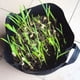 thumbnail image 4 of Bolsa de cultivo de 5 galones de tela no tejida con asas, maceta gruesa para plantas, verduras, fresas y hierbas., 4 of 8