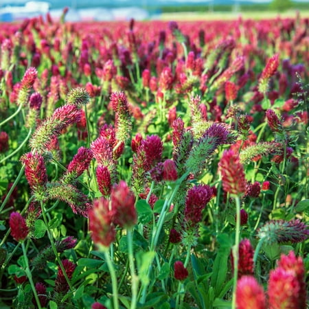 Crimson Clover Seeds - 1 Oz - Cover Crop, Non-GMO, Open Pollinated, Perennial, Heirloom - Pelleted & Inoculated w/ Nitrogen Fixing (Best Time To Plant Clover Seed)