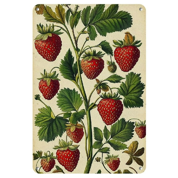 Print Painting 1pc Vintage Strawberry Botanical Illustration Metal Tin Sign, 8x12 Inch Iron Wall Art Decor for Home, Kitchen, Bedroom, Garden, Bathroom, and Office - Frameless Wall Hanging Decor