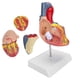 thumbnail image 4 of Modelo Científico de Corazón Humano para Anatomía, Modelo de Corazón, Modelo Educativo, Modelo Científico de Corazón para Estudio de Aula Y Cardiología EOTVIA No, 4 of 6