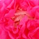 thumbnail image 1 of ADDHAT 30Ud Flores De Decorativas Multicolor Para Fiesta Bodas Hogar Manualidades, 1 of 5