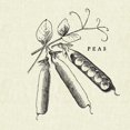 thumbnail image 2 of Studio Mousseau 12x12 White Modern Wood Framed Museum Art Print Titled - Linen Vegetable BW Sketch Peas, 2 of 4