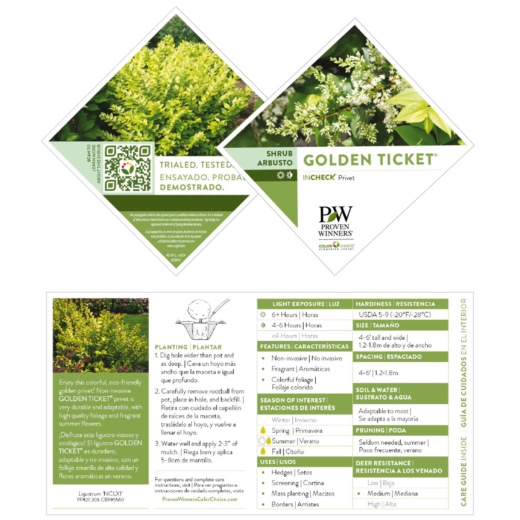 Proven Winners ColorChoice 6" Yellow Golden Ticket Privet Live Plant in 7.5" Pot