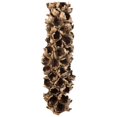 thumbnail image 1 of Vickerman H2GSH000 26-28 in. Natural Giant Half Seed Pods - Medium, 1 of 1