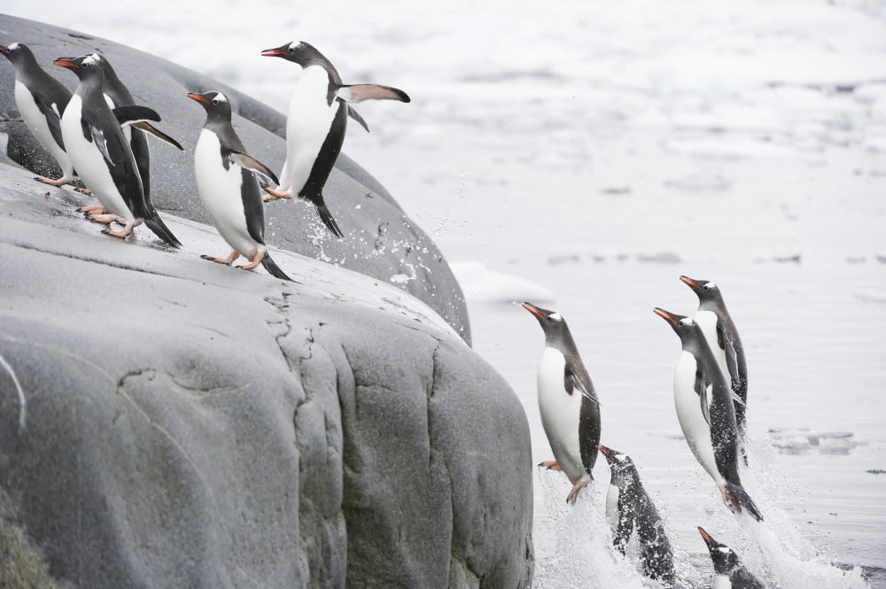 Gentoo Penguins (py