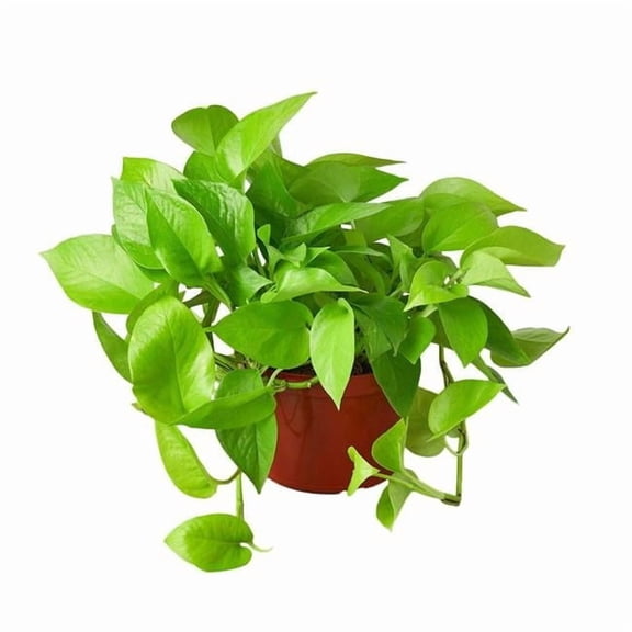 House Plant Dropship 6-POTHOS-NEON-PP.XLF.04 6 in. Pothos Neon Pot