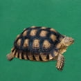 thumbnail image 5 of CRAFTHROU 1Set Warmth Reptile Pad Felt Green Gecko Tank Accessory for Habitat, 5 of 5