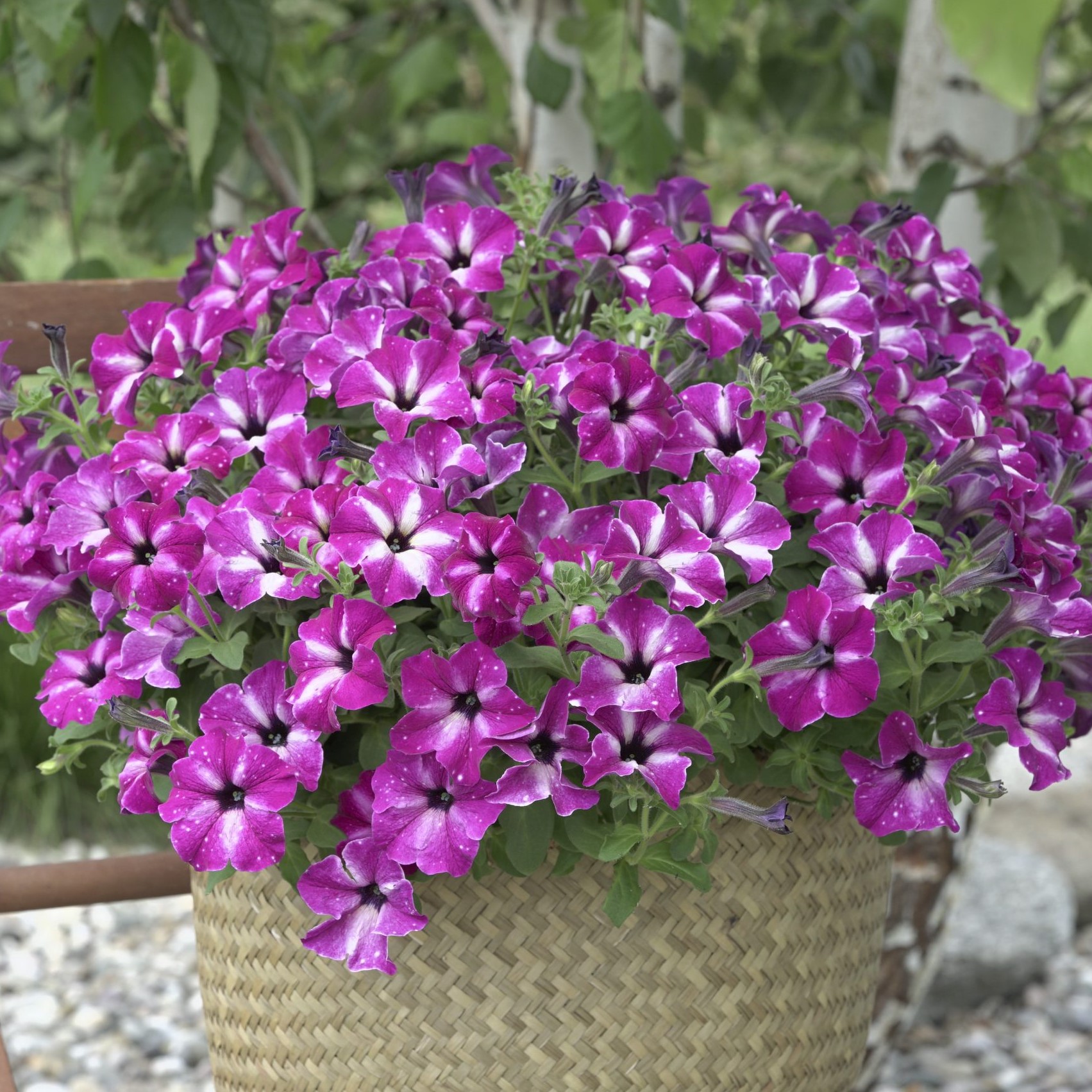 Better Homes & Gardens 2 Quart Yellow Or Pink Petunia Annual Flowers Live Plants