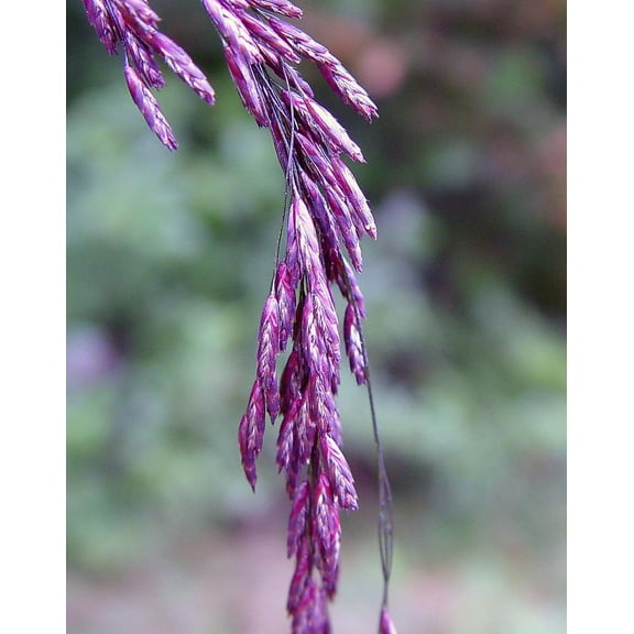 Purpletop Tridens Grass Seeds for Planting - Tridents flavus (500 Seeds)