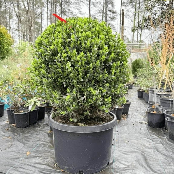 Green Mountain Globe Boxwood Topiary Shrub Live – 3 Gallon