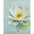 thumbnail image 2 of Pond Lily Poster Print by Amy Melious (22 x 28), 2 of 2
