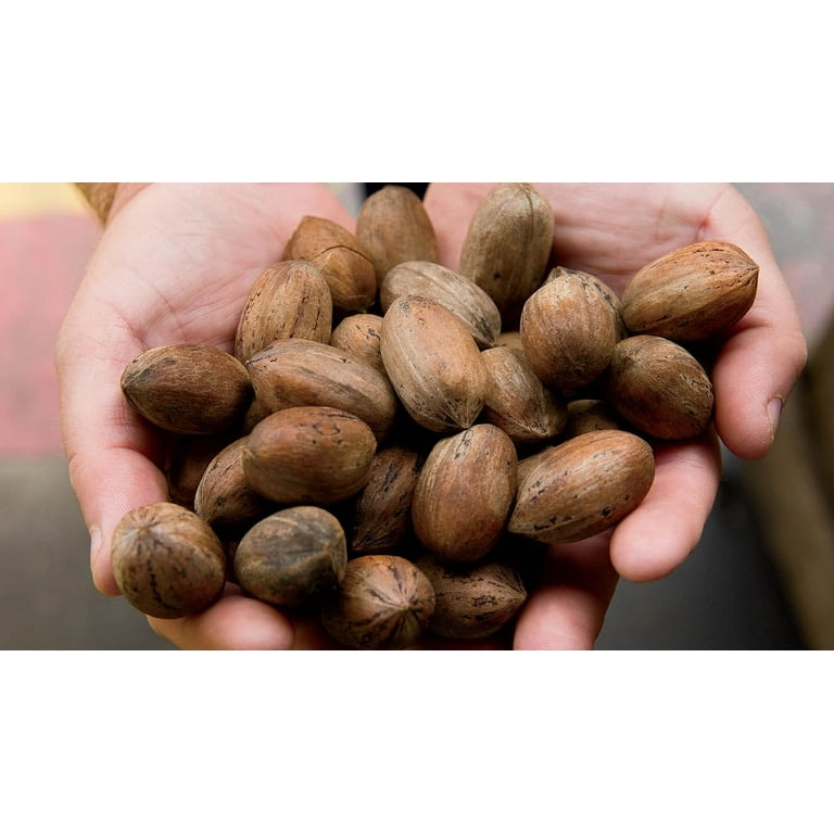 Old-Fashioned Georgia Pecan Log