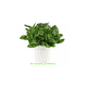 thumbnail image 2 of 6pcs Adornos Decoración Hogar De Plantas Artificiales Green2 hoja verde linea guinda, 2 of 5