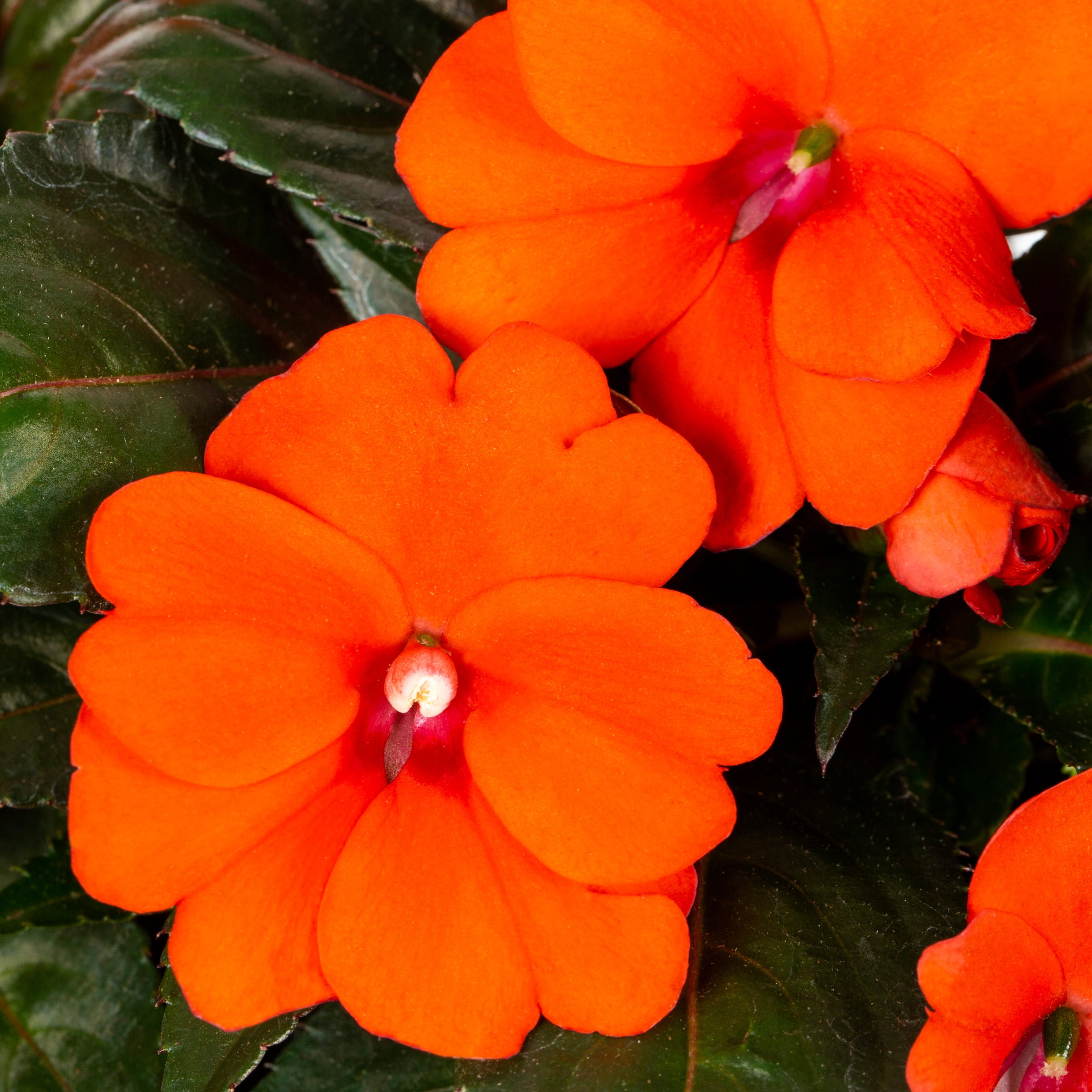 Sunpatiens 2.5QT Multicolor Impatiens Live Plants with Grower Pot