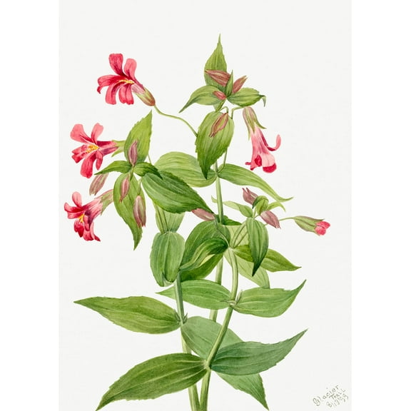 Botanical Plant Illustration - Lewis Monkey Flower (Mimulus lewisii) by Mary Vaux Walcott - 12" x 18" Art Print Wall Decor