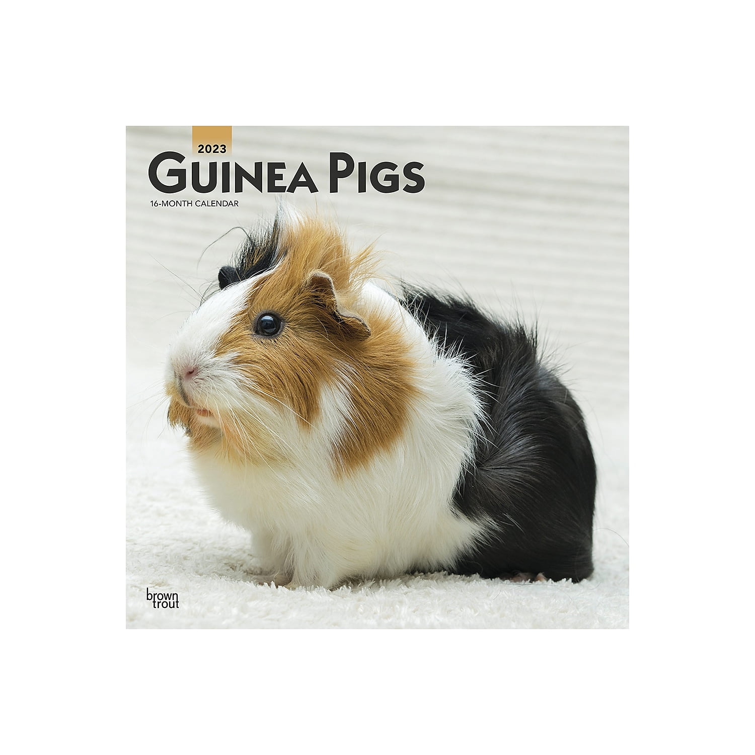 2023 BrownTrout Guinea Pigs 12'' x 12'' Monthly Wall Calendar (9781975451769)