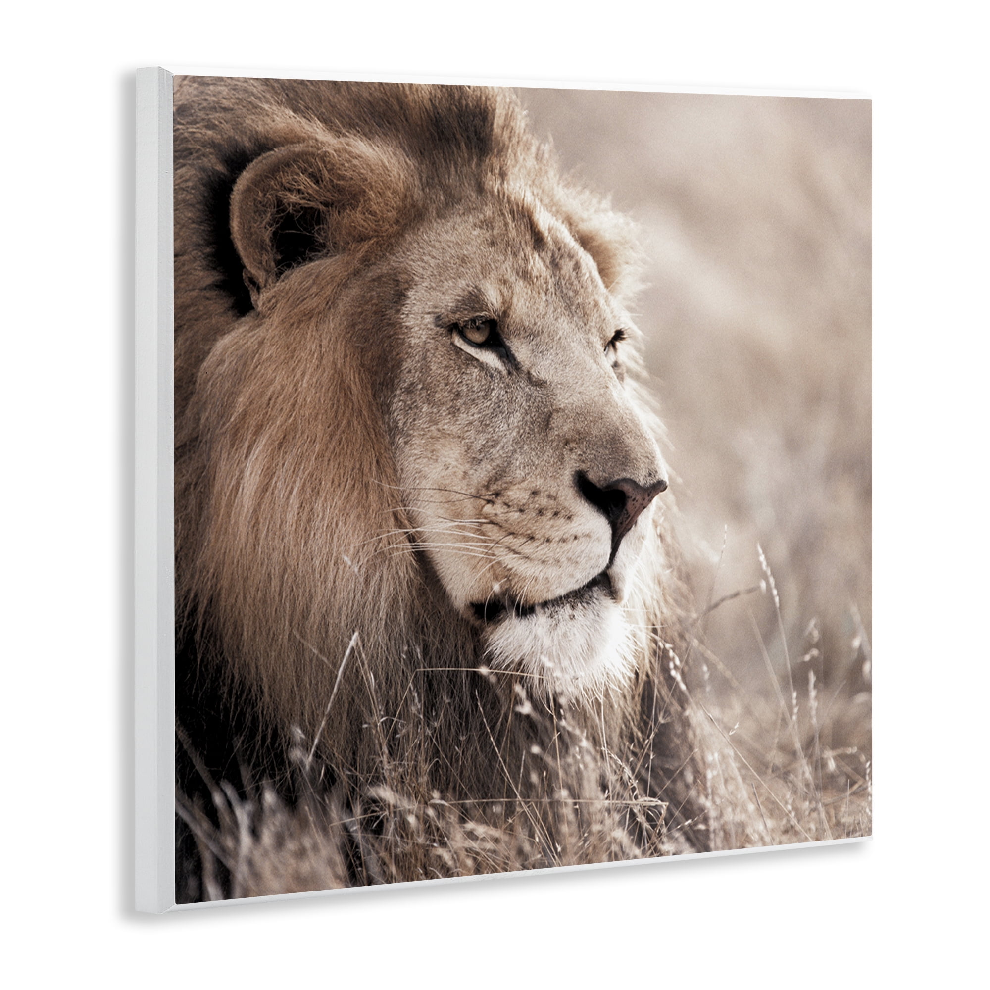 Stupell Industries Strong Gazing Lion Animals & Insects Photography Unframed Art Print Wall Art, 12 x 12