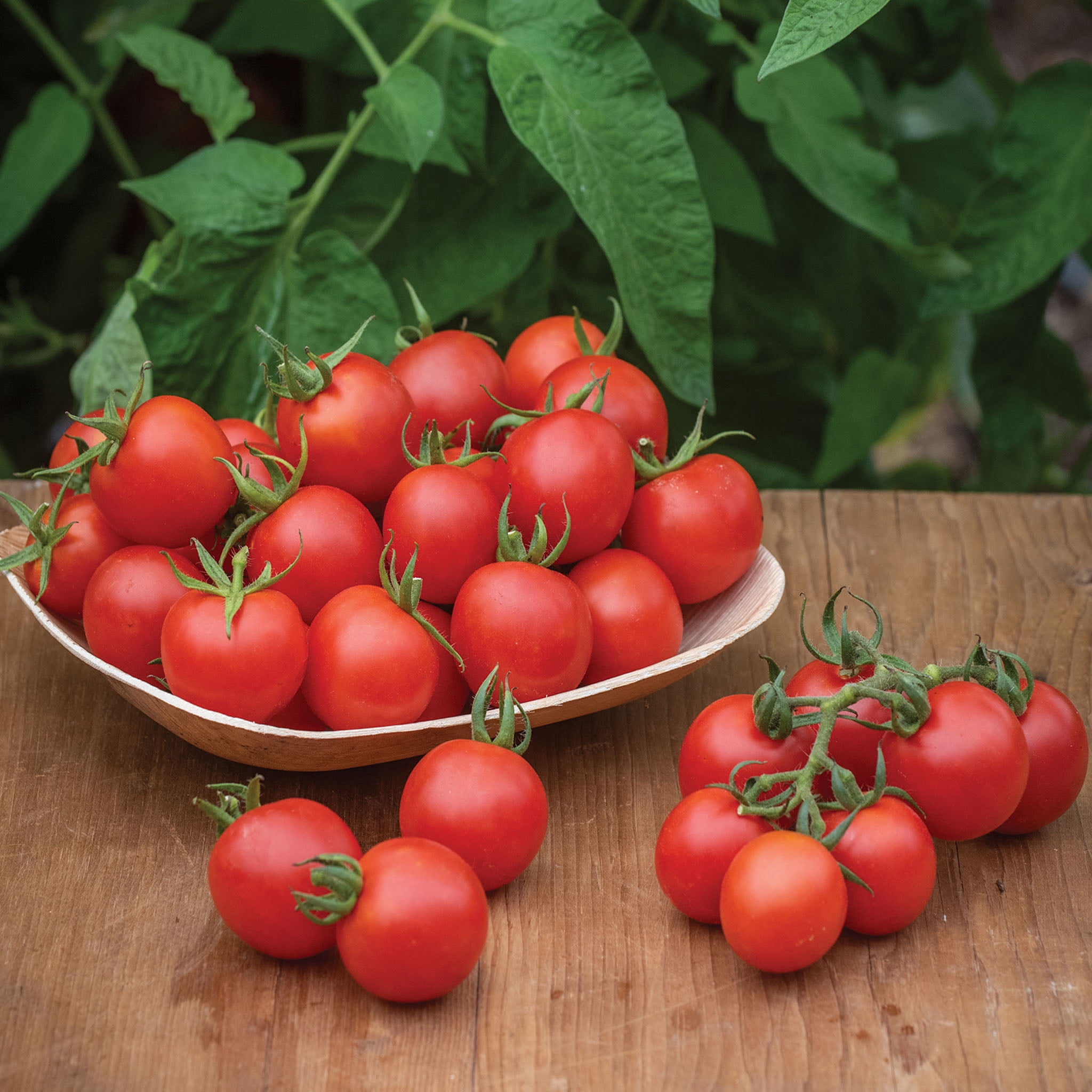 Burpee Chadwick Cherry Org - Tomate