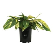 Nature's Way Farms Ginger Variegated, Alpina Zerumbet, Ginger Plant, Indoor/Outdoor, Live Plant (18-24 in. Tall)