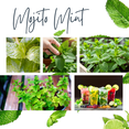 thumbnail image 3 of Mojito Mint Plant, Mint Herb Plants Live, Fresh Herb in 3.5 Inches Pot,  Fragrant and Edible Leaves, Full Rooted from 4 to 6 Inches Tall for Outdoor Gardening, 3 of 9