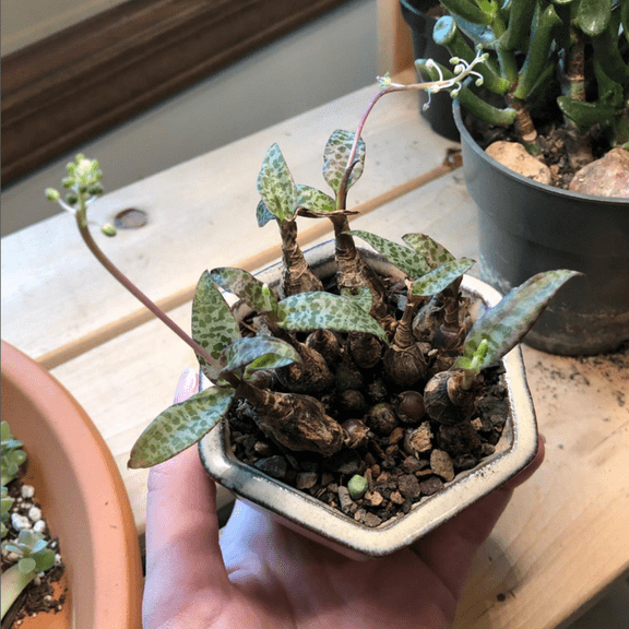 Silver Squill, Ledebouria Socialis, Leopard Lily, Small House Plant, Live Plant in 4'' Pot