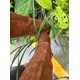 thumbnail image 4 of Guantes de jardinería largos marrones Li build cuero a prueba de espinas S, 4 of 5