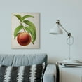 thumbnail image 3 of Stupell Industries Vintage Fruit Peach Painting Canvas Wall Art by Vision Studio, 3 of 5