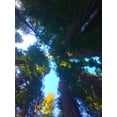 thumbnail image 2 of Grayscale 15x18 Gold Ornate Wood Framed with Double Matting Museum Art Print Titled - Tree Canopy X, 2 of 4